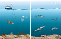 El ecosistema del golfo de Cádiz se recupera gracias a la regulación de la pesca