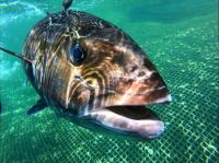  El IEO caracteriza la pesquería del pez limón en Baleares