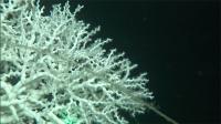 El IEO estudiará el impacto de la pesca con palangre en hábitats profundos como los corales de aguas frías
