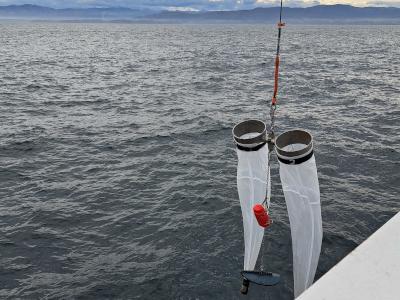 El IEO evalúa la población de caballa y jurel en el Cantábrico y el golfo de Bizkaia