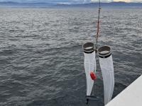 El IEO evalúa la población de caballa y jurel en el Cantábrico y el golfo de Bizkaia