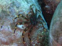 El IEO lidera una campaña para evaluar la presencia de especies alóctonas e invasoras en el canal de Menorca