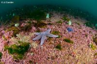 El IEO publica un libro sobre la biodiversidad marina del golfo Ártabro 