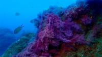 Finaliza el primer año de seguimiento de los hábitats litorales mediante buceo científico con inmersiones en la colada del volcán de La Palma Finaliza el primer año de seguimiento de los hábitats litorales mediante buceo científico con inmersiones en la colada del volcán de La Palma
