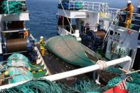 Investigadores del IEO estudiarán los recursos pesqueros de Terranova y Flemish Cap