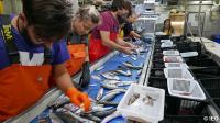 Investigadores del IEO estudiarán mejoras en la selectividad de la pesca de arrastre