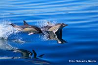 La posición de los delfines en la cadena trófica ha cambiado en los últimos años a causa de la escasez de sus presas habituales 