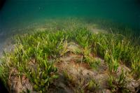 Las praderas marinas eliminan grandes cantidades de nitrógeno inorgánico del medio
