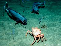 Las áreas marinas protegidas podrían servir de lugar de alimentación a depredadores de zonas circundantes