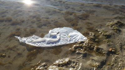 Los plásticos actúan concentrando contaminantes orgánicos en zonas costeras