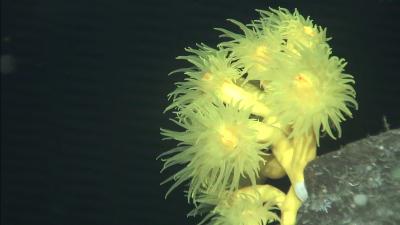 Un equipo científico del IEO estudia los fondos del Mar de Las Calmas en El Hierro