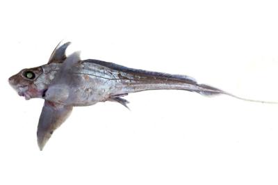 Un equipo del IEO desarrolla un método para identificar con precisión especies de rayas y quimeras Un equipo del IEO desarrolla un método para identificar con precisión especies de rayas y quimeras