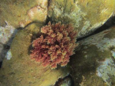 Un equipo del IEO ha identificado 574 especies exóticas en aguas españolas Un equipo del IEO ha identificado 574 especies exóticas en aguas españolas