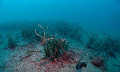 Un equipo del IEO y la Universidad de Alicante alertan de la desprotección de las praderas de posidonia ante los vertidos