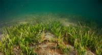 Un nuevo proyecto del IEO busca entender las transformaciones del nitrógeno en el Mar Menor Un nuevo proyecto del IEO busca entender las transformaciones del nitrógeno en el Mar Menor
