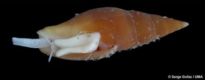Científicos de la UMA y el IEO describen una nueva especie para la ciencia en un monte submarino frente a las costas andaluzas Científicos de la UMA y el IEO describen una nueva especie para la ciencia en un monte submarino frente a las costas andaluzas