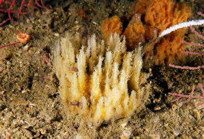 Descubierta una especie nueva de esponja para la ciencia en aguas de Galicia Descubierta una especie nueva de esponja para la ciencia en aguas de Galicia