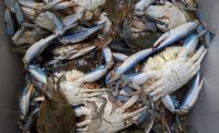 El cangrejo azul podría ser una excelente especie centinela para evaluar la contaminación