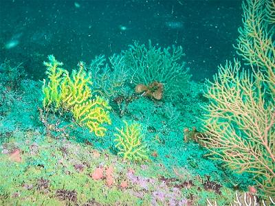 El IEO finaliza una campaña de seguimiento de la biodiversidad marina de los fondos rocosos del Cantábrico El IEO finaliza una campaña de seguimiento de la biodiversidad marina de los fondos rocosos del Cantábrico