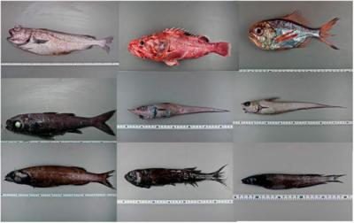 Las comunidades de peces de montes submarinos aislados de la costa podrían ser más sensibles al cambio climático y a otras presiones humanas Las comunidades de peces de montes submarinos aislados de la costa podrían ser más sensibles al cambio climático y a otras presiones humanas