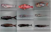 Las comunidades de peces de montes submarinos aislados de la costa podrían ser más sensibles al cambio climático y a otras presiones humanas