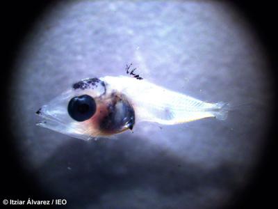 Las larvas de atún rojo eligen la capa más superficial del mar para desarrollarse Las larvas de atún rojo eligen la capa más superficial del mar para desarrollarse