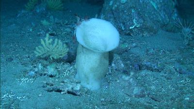Científicos del Instituto Español de Oceanografía estudian los hábitats profundos del golfo de Cádiz Científicos del Instituto Español de Oceanografía estudian los hábitats profundos del golfo de Cádiz