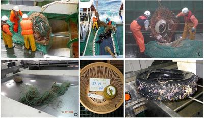 Un estudio del IE O confirma la escasa presencia de basura en los fondos marinos de la División 3L del área NAFO Un estudio del IE O confirma la escasa presencia de basura en los fondos marinos de la División 3L del área NAFO