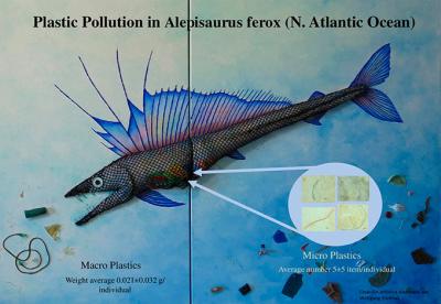 Un estudio del Instituto Español de Oceanografía confirma la presencia de plásticos en el estómago del lanzón Un estudio del Instituto Español de Oceanografía confirma la presencia de plásticos en el estómago del lanzón