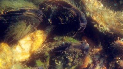 Galicia es el refugio del mejillón de río europeo Galicia es el refugio del mejillón de río europeo
