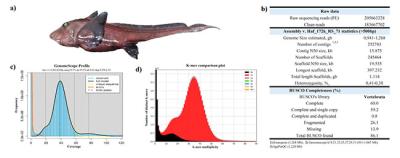 Investigadores del C. Oceanográfico de Vigo participan en el estudio sobre peces cartilaginosos para conocer la evolución de peces mandibulados Investigadores del C. Oceanográfico de Vigo participan en el estudio sobre peces cartilaginosos para conocer la evolución de peces mandibulados