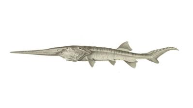 Se extingue el 'Psephurus gladius', el pez remo chino que medía hasta siete metros Se extingue el 'Psephurus gladius', el pez remo chino que medía hasta siete metros