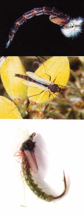 dipteros