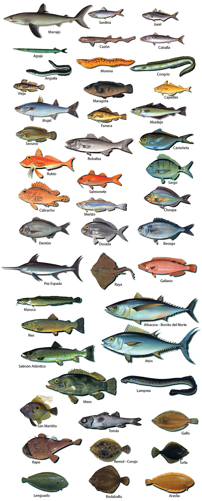 peces