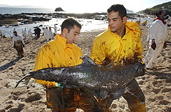 Prestige_delfines