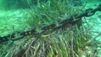Océana advierte que el decreto del Govern Balear para proteger la posidonia es ilegal Océana advierte que el decreto del Govern Balear para proteger la posidonia es ilegal