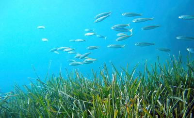 ANADE y AEGY contribuyen a elaborar el mapa de la posidonia en Baleares 