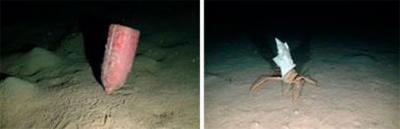 DÍA MUNDIAL DE LOS OCÉANOS. Oceana filma plásticos en las profundidades marinas de toda Europa DÍA MUNDIAL DE LOS OCÉANOS. Oceana filma plásticos en las profundidades marinas de toda Europa