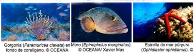 España crea en Cabrera el mayor parque nacional marino del Mediterráneo Occidental España crea en Cabrera el mayor parque nacional marino del Mediterráneo Occidental
