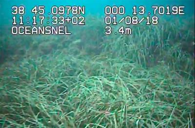 La náutica recreativa de la Marina Alta es compatible con la conservación de la posidonia oceánica La náutica recreativa de la Marina Alta es compatible con la conservación de la posidonia oceánica