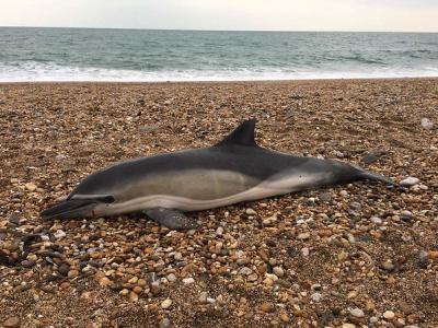 Microplásticos en ballenas, focas y delfines