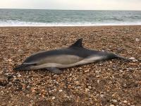 Microplásticos en ballenas, focas y delfines