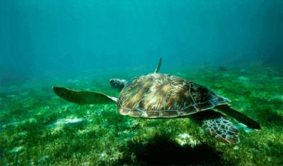 Un millón de especies están al borde de la extinción Un millón de especies están al borde de la extinción