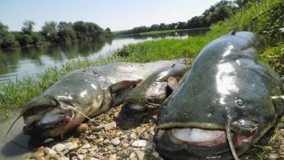 La pesca moviliza a más de 16.000 aficionados europeos al año en el embalse de Mequinenza La pesca moviliza a más de 16.000 aficionados europeos al año en el embalse de Mequinenza