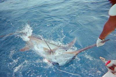 1º jornada del 24º Concurso de Pesca de Pasito que bate su propio récord con 21 capturas en un día 