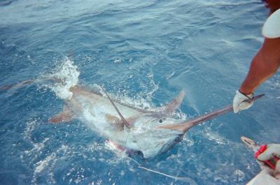 El 27º Concurso de Pesca Pasito Blanco suelta hoy amarras con 30 barcos