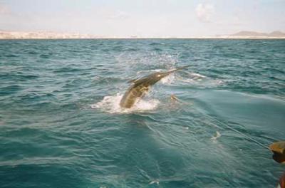 El Campeonato de Pesca de Altura Ciudad de Las Palmas de Gran Canaria, a escena