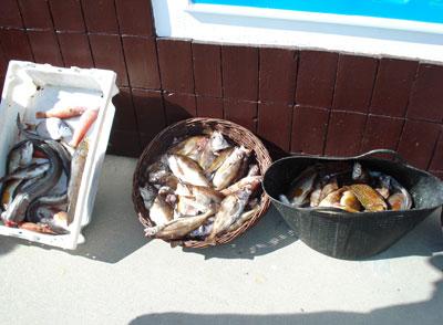 EL CLUB NAUTICO CARAMIÑAL ORGANIZA EL 6 DE AGOSTO UN CONCURSO DE PESCA DEPORTIVA. EL CLUB NAUTICO CARAMIÑAL ORGANIZA EL 6 DE AGOSTO UN CONCURSO DE PESCA DEPORTIVA.