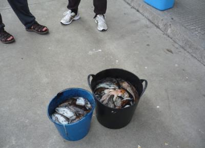 La embarcación Mary Pepa gana el Cpto. de pesca de cefalópodos del CN Ribeira La embarcación Mary Pepa gana el Cpto. de pesca de cefalópodos del CN Ribeira