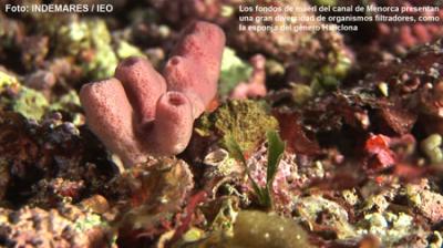 Definen las bases científicas para la gestión y conservación de los fondos marinos del canal de Menorca Definen las bases científicas para la gestión y conservación de los fondos marinos del canal de Menorca